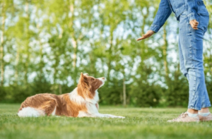 Trainer working with stubborn dog during obedience session in Boise park