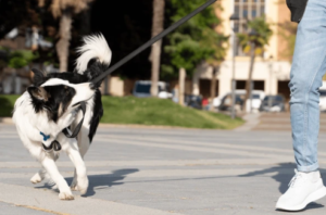Dog lunging on leash during walk in downtown Boise