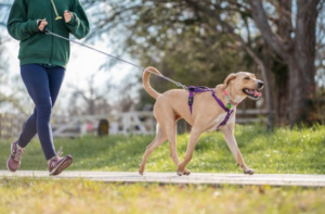 Dog training session in Boise with happy Labrador walking calmly on leash through a park