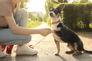 Small dog giving paw to trainer on a quiet Boise sidewalk during fearful dog training session