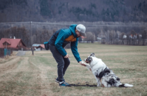 Boise board and train dog working with professional trainer outdoors