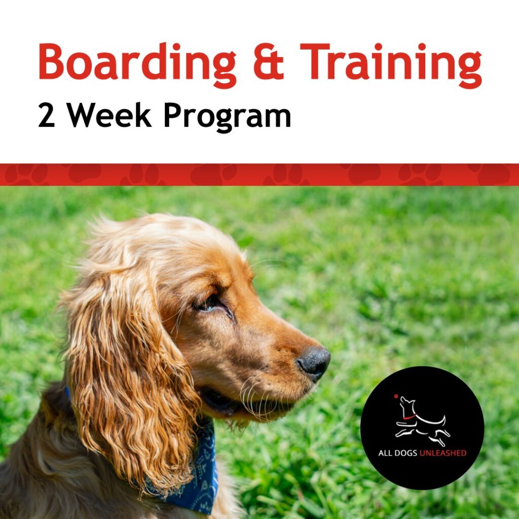 Dog Board and Train Denver All Dogs Unleashed