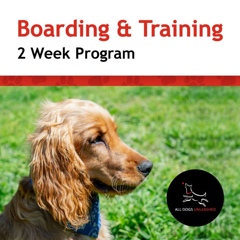 Dog Board and Train Denver All Dogs Unleashed