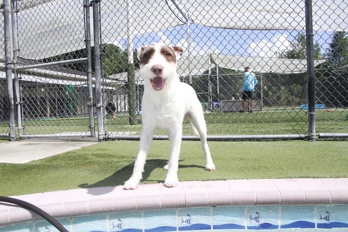 dog boarding denver