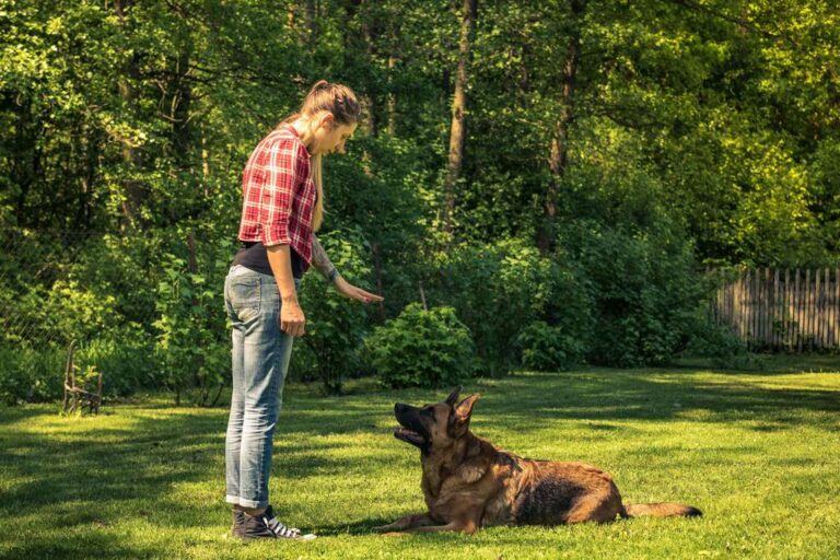 Dog Training Nashville Dog Obedience Training in Nashville, Tennessee Area