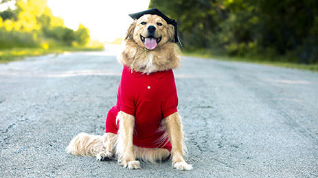 dog-training-and-boarding