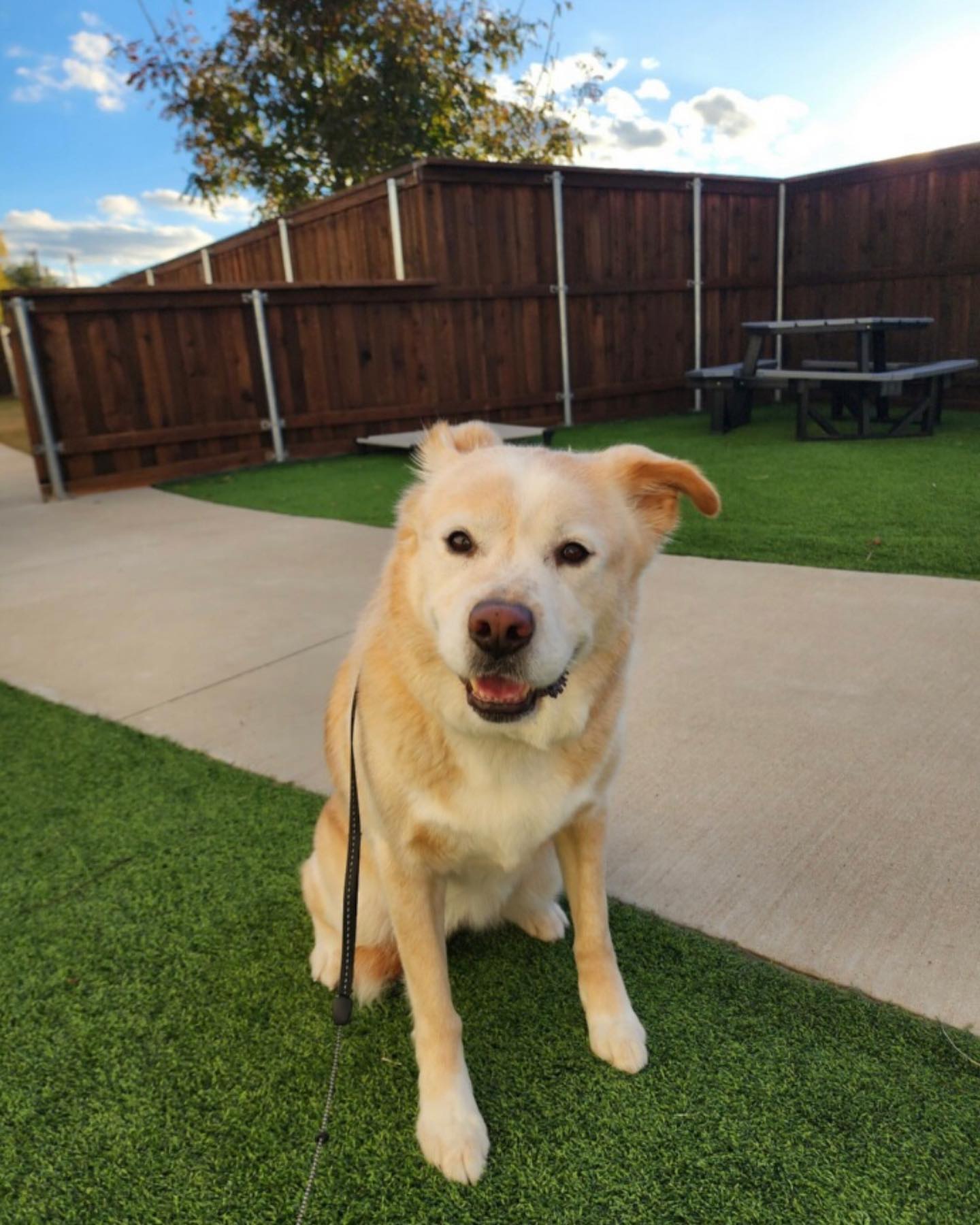 Dog Obedience Training OKC All Dogs Unleashed Oklahoma City