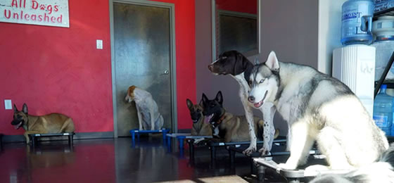oklahoma city dog training