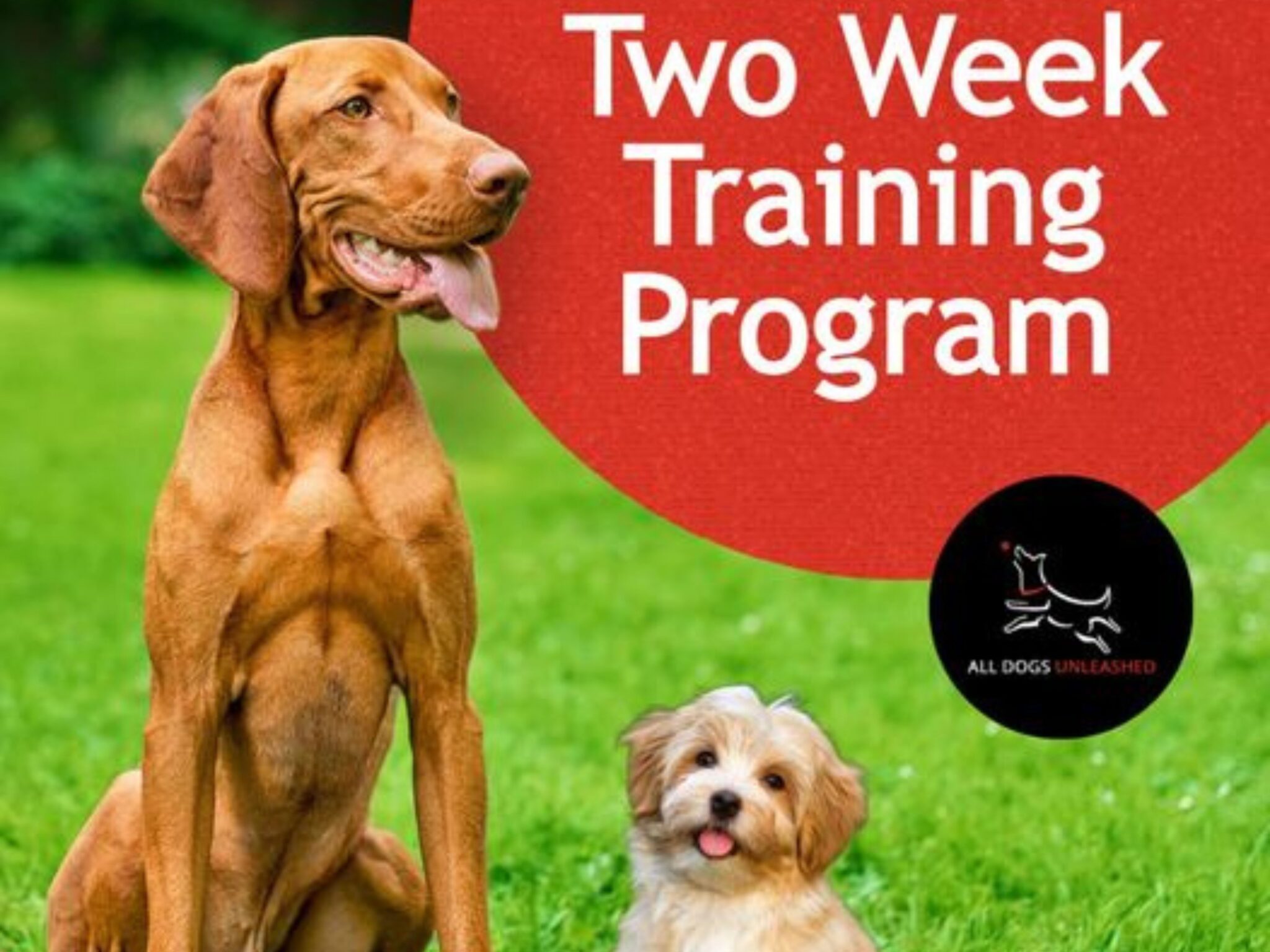 Dog Board and Train Program Oklahoma City All Dogs Unleashed