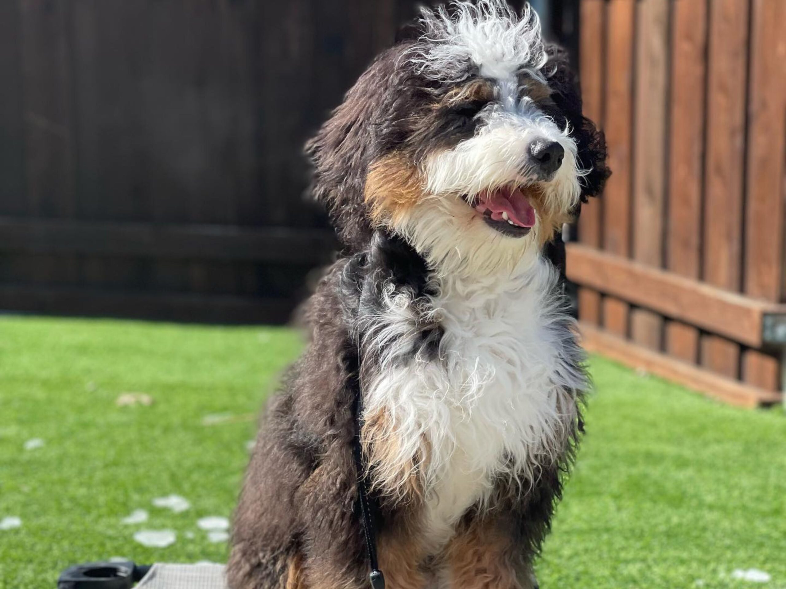 In Home Dog Training OKC All Dogs Unleashed