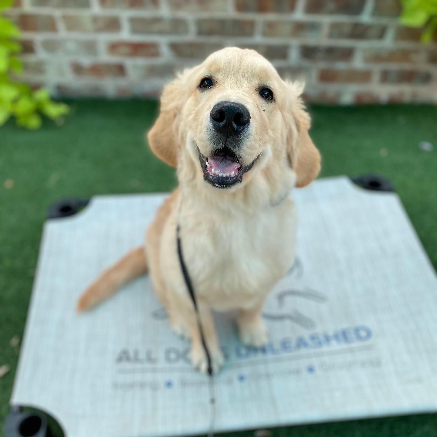 In Home Dog Training OKC All Dogs Unleashed