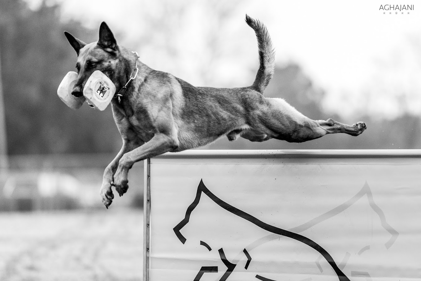 Dog Training Support in San Antonio, TX All Dogs Unleashed