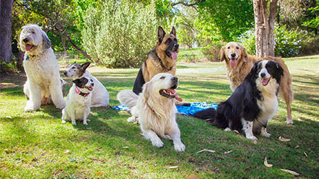 Dog Training Shreveport - Dog Obedience Training in Shreveport, Louisiana Area