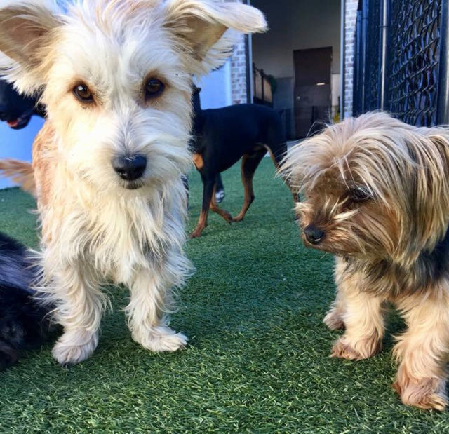 Doggy Day Care Dallas Texas