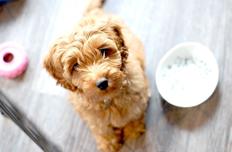 guide to choosing puppy training program guide to choosing puppy training program