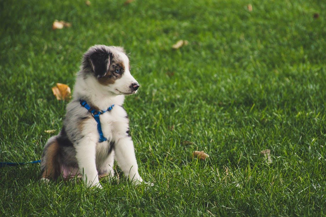 Knowing when to start training a puppy is essential for their social development.
