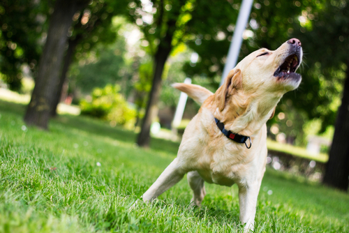 Will Training Stop My Dog’s Excessive Barking?