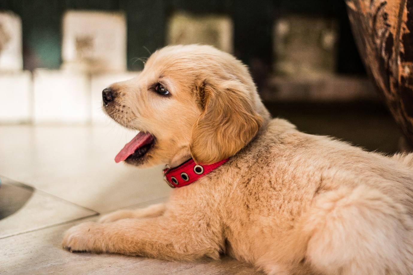 benefits of trained dogs dallas tx benefits of trained dogs dallas tx