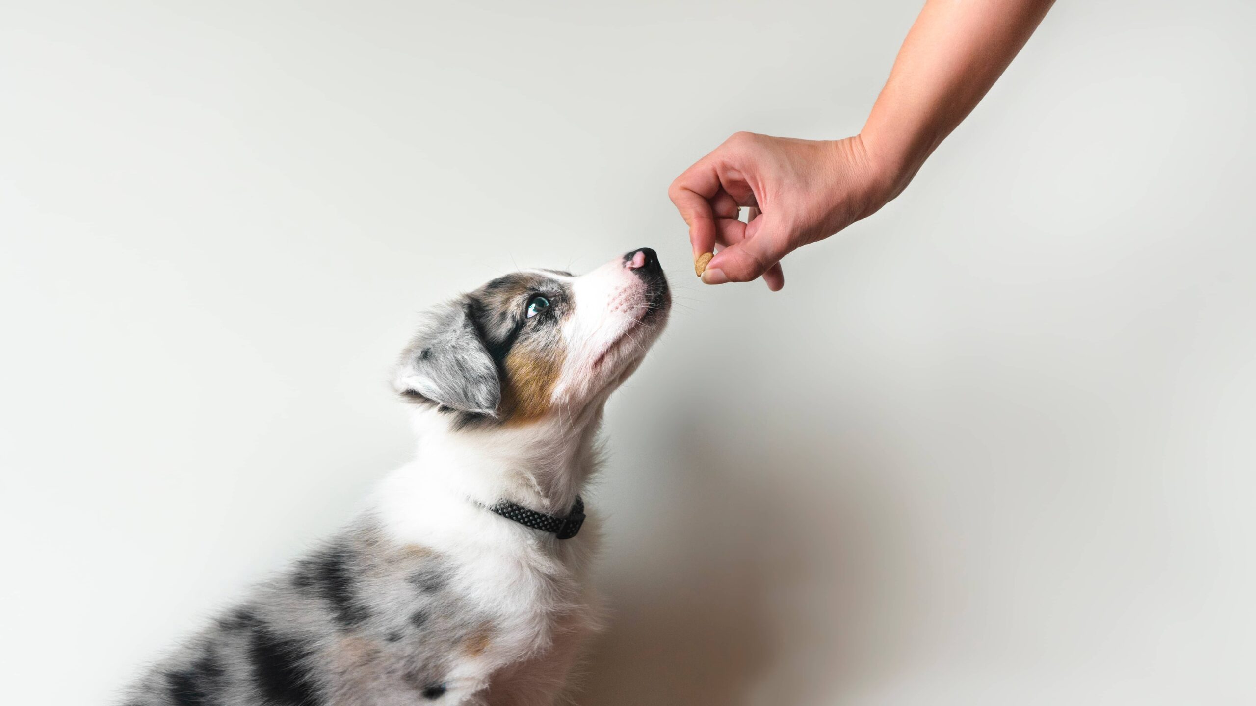benefits of trained dog dallas benefits of trained dog dallas