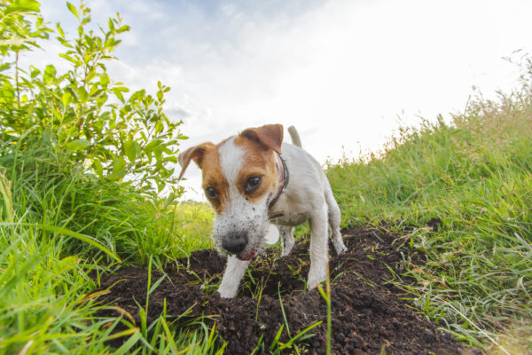 Understanding and Eliminating: Destructive Chewing and Digging