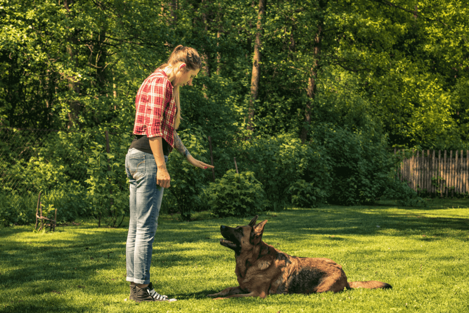 Dog Training Fort Worth, TX All Dogs Unleashed Best Dog Trainers