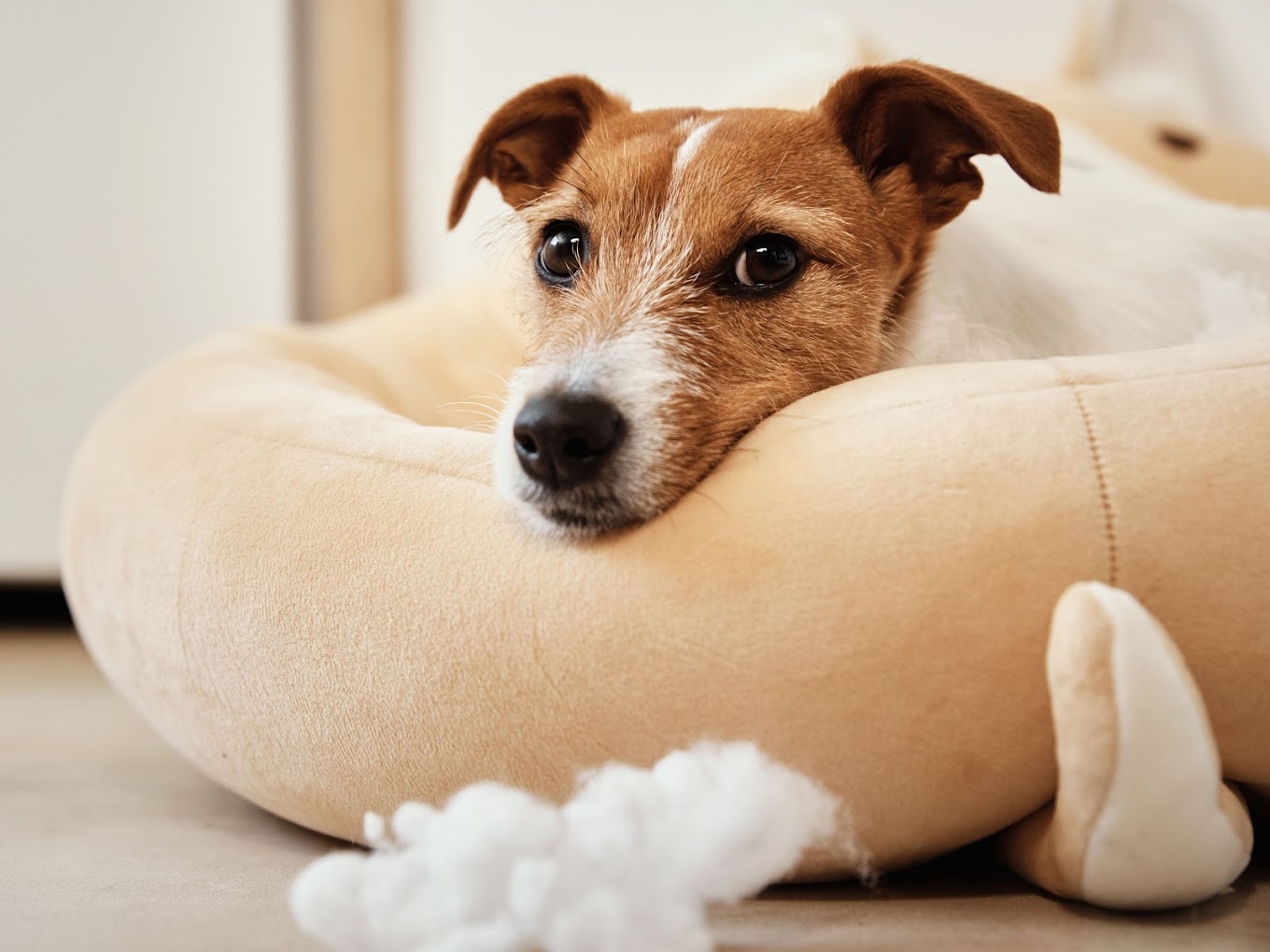 your dog’s unwanted behavior