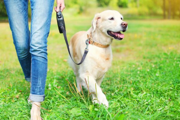 Is My Dog Leash-Reactive? Signs and Solutions