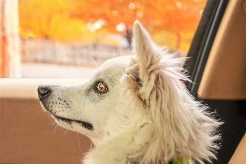 My Dog Hates Car Rides! How Can I Lessen Her Anxiety?