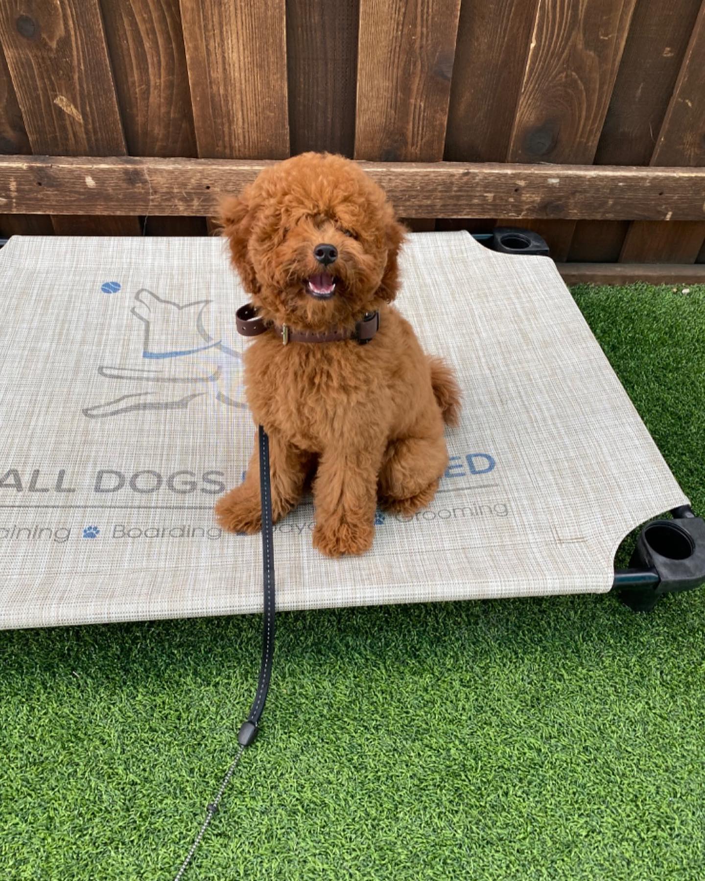 board and train plano tx