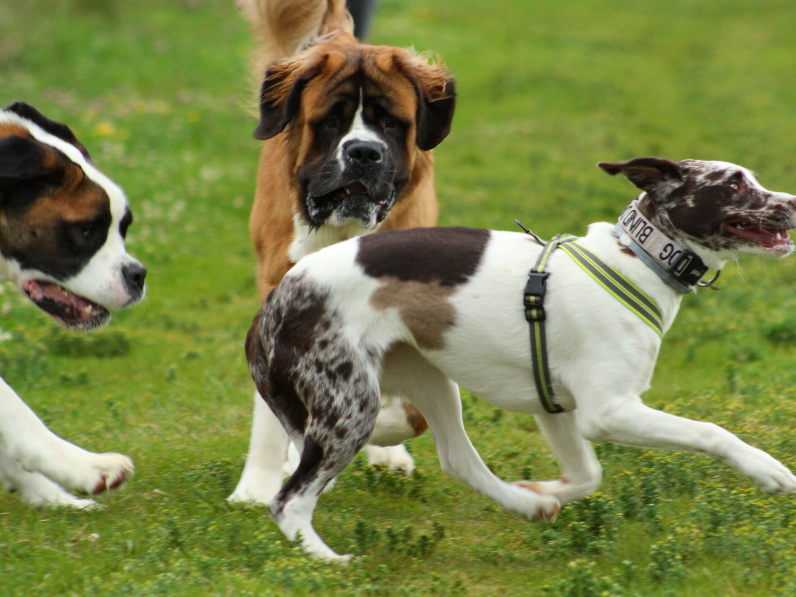 dog training plano tx