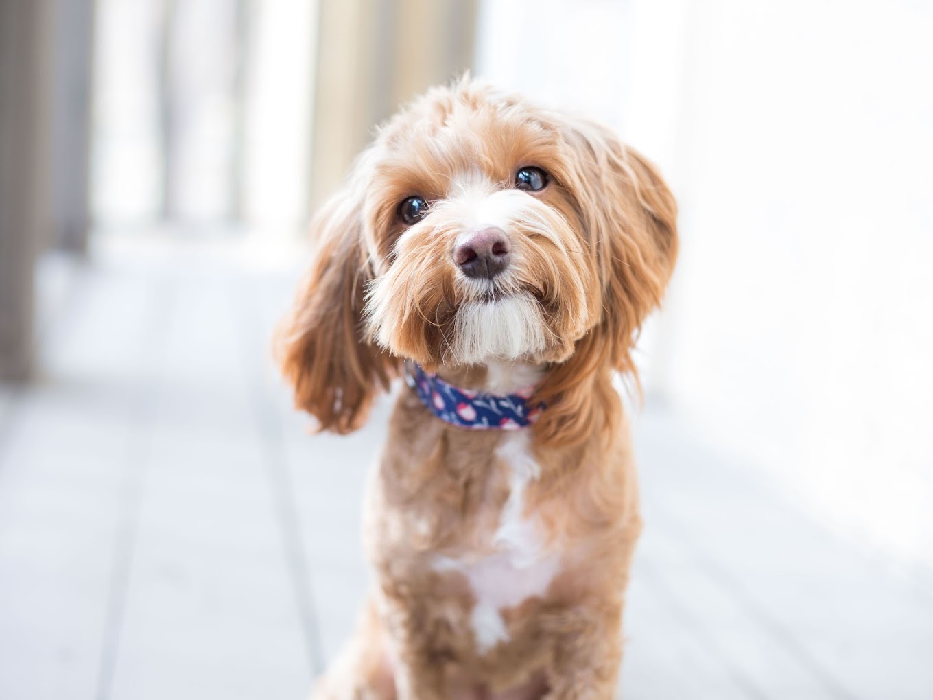 dog training by age in dfw