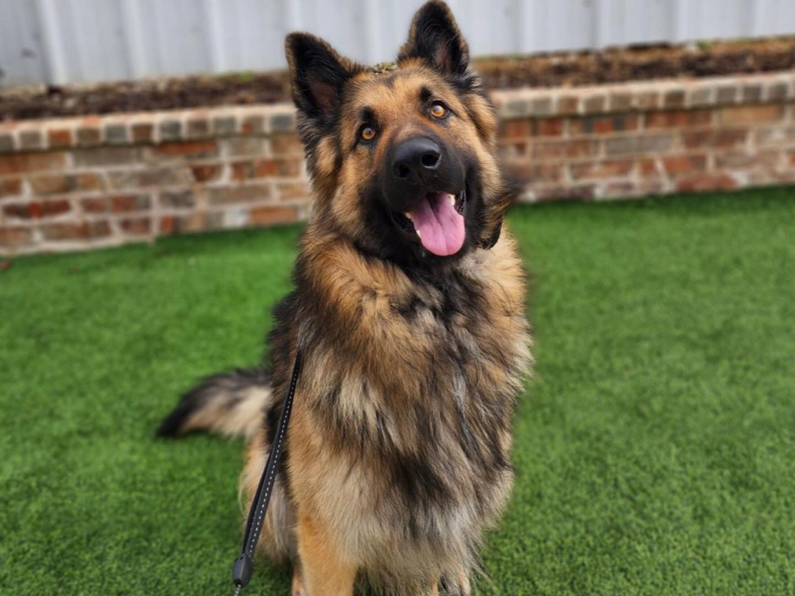 dog training denton tx