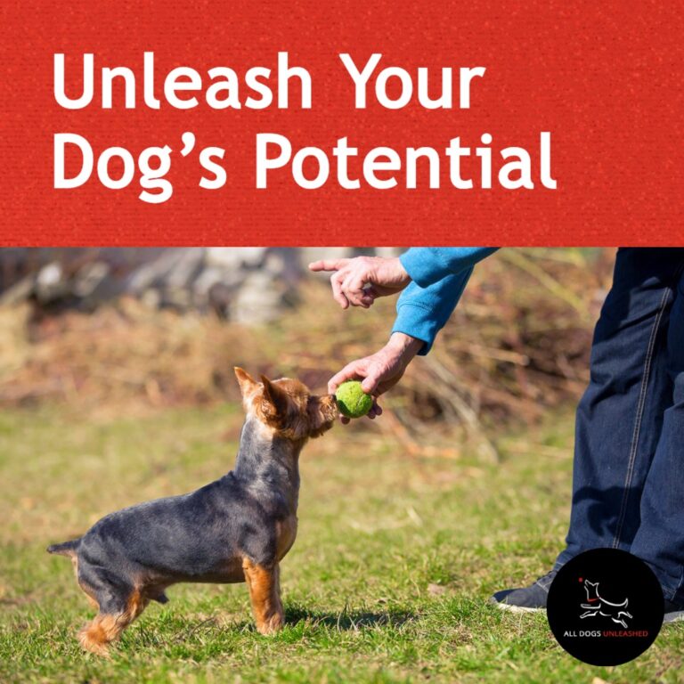 dog training denton tx