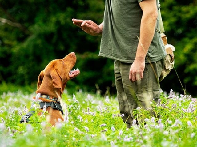 dog obedience training allen tx dog obedience training allen tx