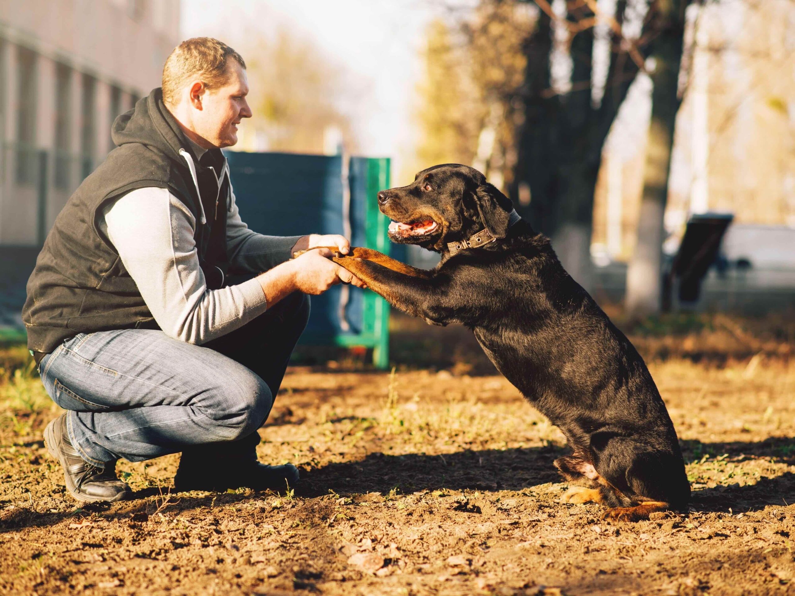 allen dog training allen dog training