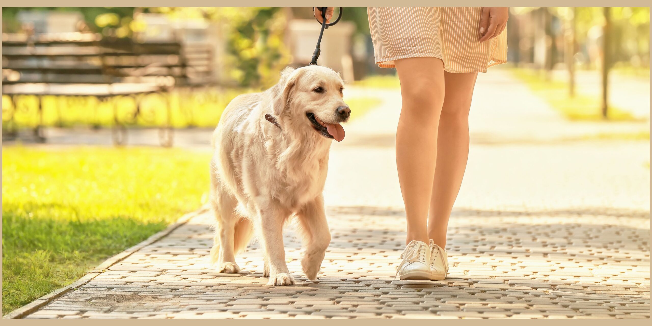 walking a reactive dog