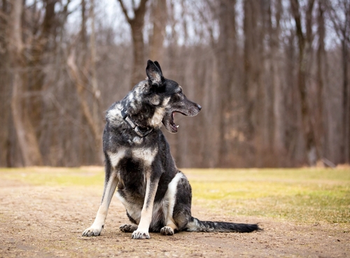 Why Dog Recall Practice Makes Perfect