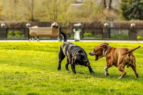 Handling Dog Encounters in DFW – Advice for Off Leash Dogs in Texas